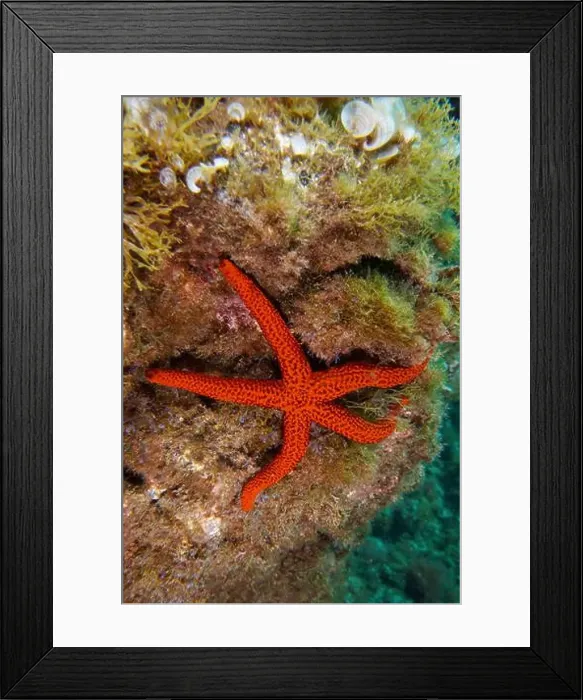 Framed Print : A mediterranean red sea star (Echinaster sepositus) clings to an algae-covered reef Framed Print : A mediterranean red sea star (Echinaster sepositus) clings to an algae-covered reef