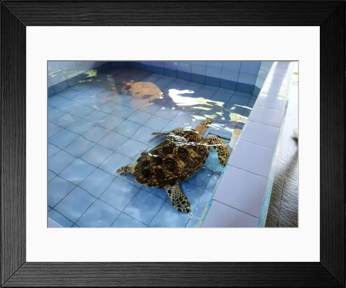 Framed Print : Turtles in the Sea Turtle Conservation and Education Center in Serangan, Denpasar, Bali in Indonesia Framed Print : Turtles in the Sea Turtle Conservation and Education Center in Serangan, Denpasar, Bali in Indonesia