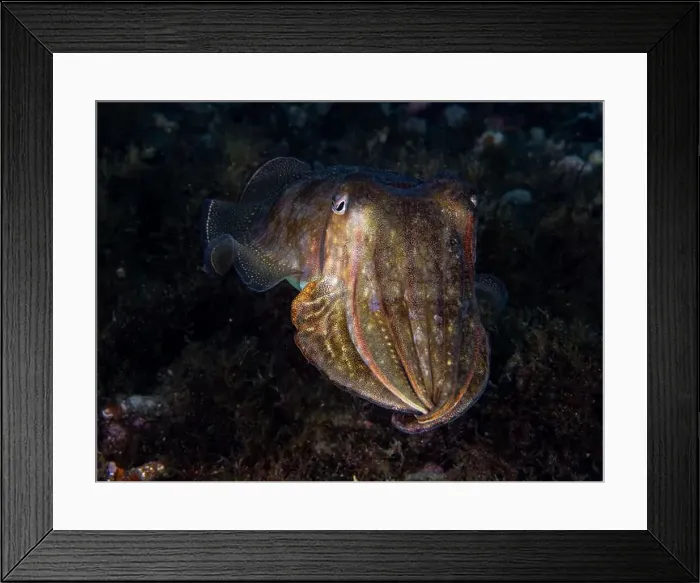 Framed Print : A cuttlefish underwater in the sea (Sepia officinalis) Framed Print : A cuttlefish underwater in the sea (Sepia officinalis)