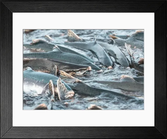 Framed Print : Salmon spawning Framed Print : Salmon spawning