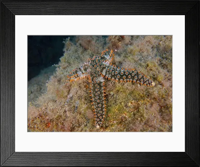 Framed Print : White starfish (Coscinasterias tenuispina) resting on an algae-covered substrate Framed Print : White starfish (Coscinasterias tenuispina) resting on an algae-covered substrate