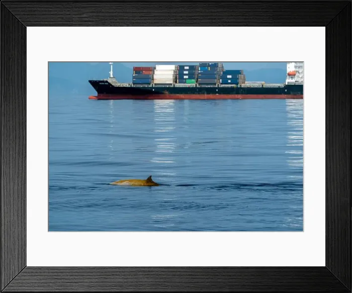 Framed Print : Ziphius cuvier beaked whale in mediterranean ligurian sea close up in front of genoa town italy near a container big Framed Print : Ziphius cuvier beaked whale in mediterranean ligurian sea close up in front of genoa town italy near a container big