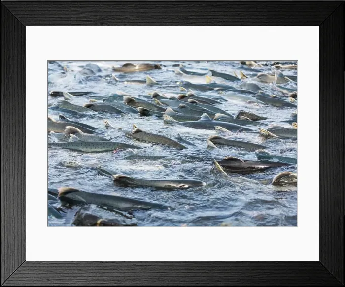 Framed Print : Salmon spawning Framed Print : Salmon spawning