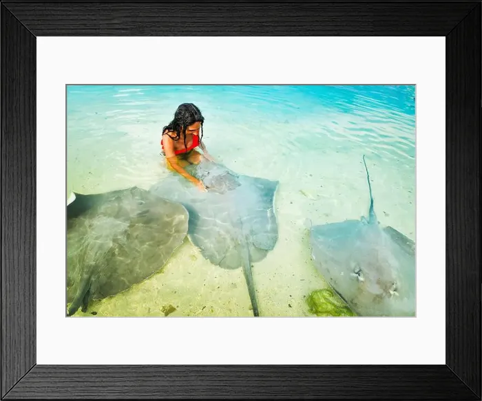 Framed Print : Aerial top down view caucasian woman in bikini excited swim and touch stingrays on Maldives Fulidhoo island beach Framed Print : Aerial top down view caucasian woman in bikini excited swim and touch stingrays on Maldives Fulidhoo island beach