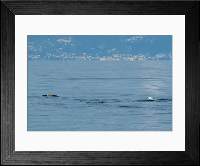 Framed Print : Ziphius cuvier beaked whale in mediterranean ligurian sea close up in front of genoa town italy