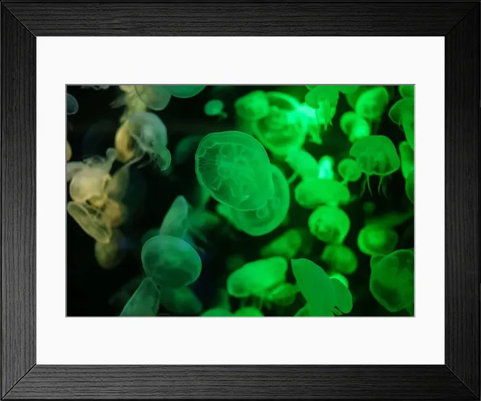 Framed Print : colorful Moon Jellyfish moving underwater. light reflection in water Framed Print : colorful Moon Jellyfish moving underwater. light reflection in water