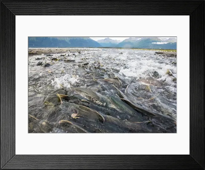 Framed Print : Salmon spawning Framed Print : Salmon spawning