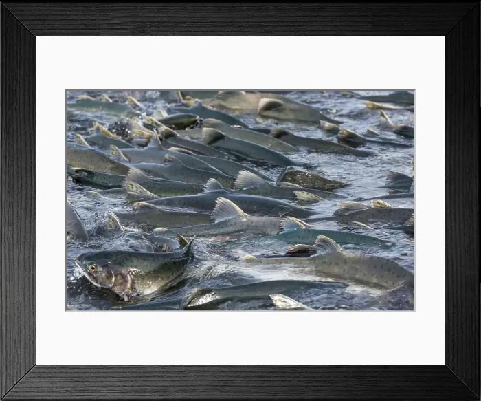 Framed Print : Salmon spawning Framed Print : Salmon spawning