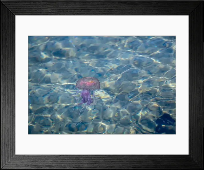 Framed Print : Adult jellyfish with offspring, Mediterranean sea, Lipari, Italy Framed Print : Adult jellyfish with offspring, Mediterranean sea, Lipari, Italy