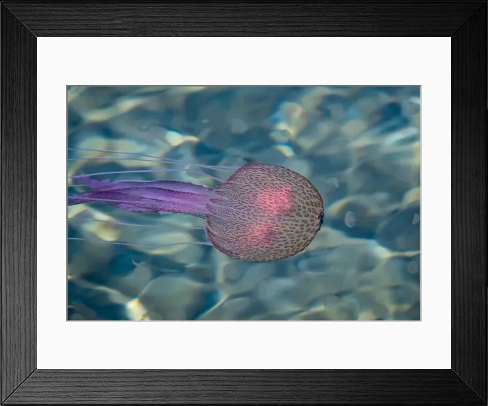 Framed Print : Adult jellyfish with offspring, Mediterranean sea, Lipari, Italy Framed Print : Adult jellyfish with offspring, Mediterranean sea, Lipari, Italy