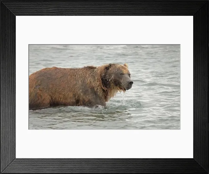 Framed Print : Bear with head under water Framed Print : Bear with head under water