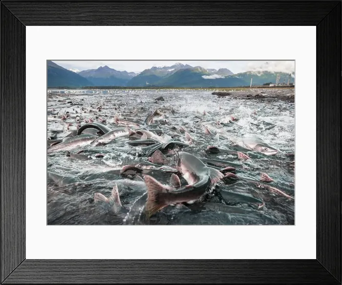 Framed Print : Salmon spawning Framed Print : Salmon spawning