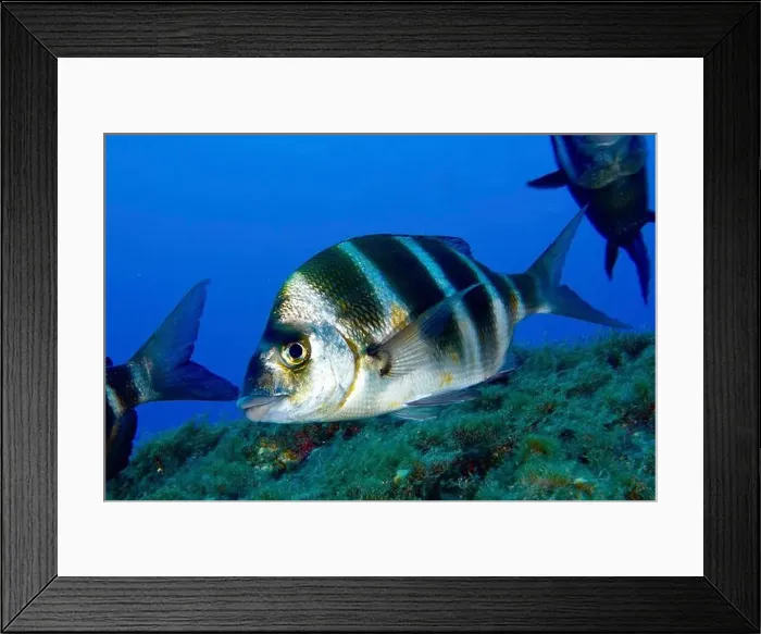 Framed Print : A striped fish, zebra bream (Diplodus cervinus cervinus) Framed Print : A striped fish, zebra bream (Diplodus cervinus cervinus)