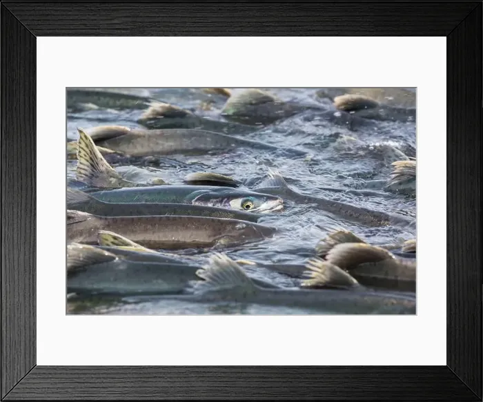 Framed Print : Salmon spawning Framed Print : Salmon spawning