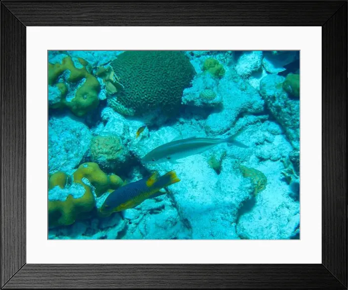 Framed Print : Snorkeling Bonaire - underwater view at fishes like Spanish hogfish, Bar jack and corals, Caribbean Netherlands Framed Print : Snorkeling Bonaire - underwater view at fishes like Spanish hogfish, Bar jack and corals, Caribbean Netherlands