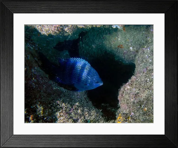 Framed Print : A Panamic Sergeant Major (Abudefduf troschelii) in Baja California Sur, Mexico Framed Print : A Panamic Sergeant Major (Abudefduf troschelii) in Baja California Sur, Mexico
