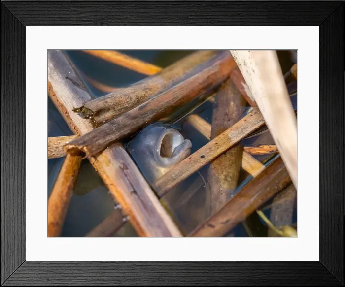 Framed Print : Fish carp, head surrounded by reeds Framed Print : Fish carp, head surrounded by reeds