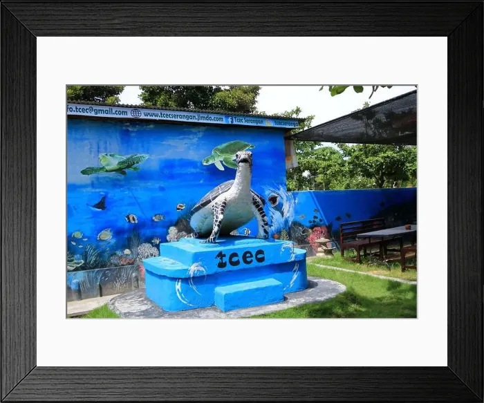 Framed Print : Denpasar, Bali in Indonesia - February 09 2024: Sea Turtle Conservation and Education Center Serangan Framed Print : Denpasar, Bali in Indonesia - February 09 2024: Sea Turtle Conservation and Education Center Serangan