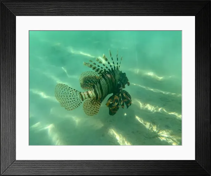 Framed Print : coral reef with Pteroinae Fish in the sea, egypt
