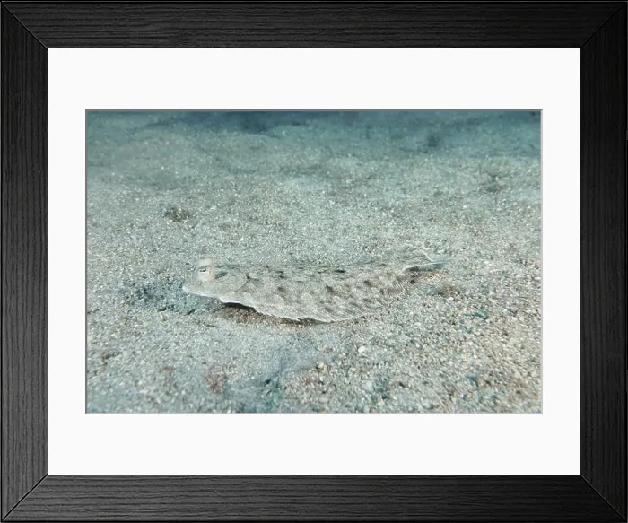 Framed Print : A flounder, wide-eyed turbot (Bothus podas maderensis) Framed Print : A flounder, wide-eyed turbot (Bothus podas maderensis)
