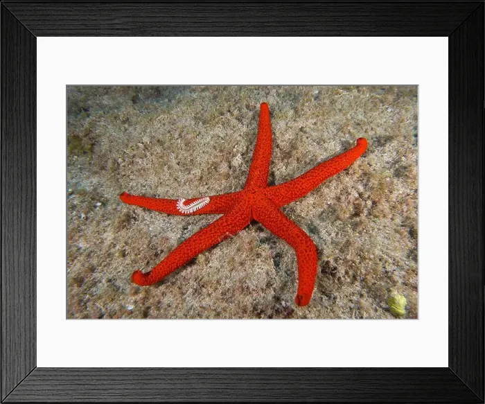 Framed Print : A mediterranean red sea star (Echinaster sepositus) lies on an algae-covered seabed Framed Print : A mediterranean red sea star (Echinaster sepositus) lies on an algae-covered seabed