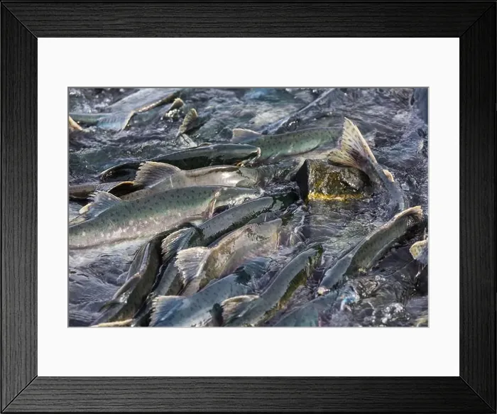 Framed Print : Salmon spawning Framed Print : Salmon spawning