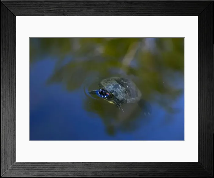 Framed Print : Close-up of Freshwater Turtle is swimming in the lake Framed Print : Close-up of Freshwater Turtle is swimming in the lake