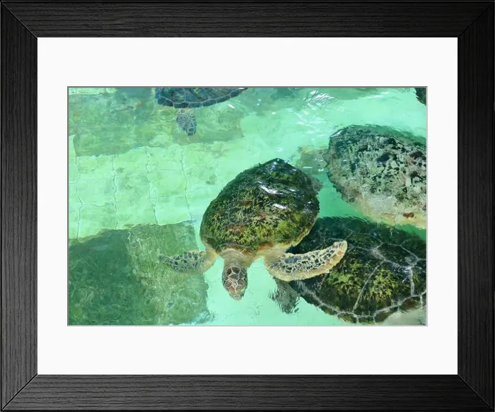 Framed Print : Turtles in the Sea Turtle Conservation and Education Center in Serangan, Denpasar, Bali in Indonesia Framed Print : Turtles in the Sea Turtle Conservation and Education Center in Serangan, Denpasar, Bali in Indonesia
