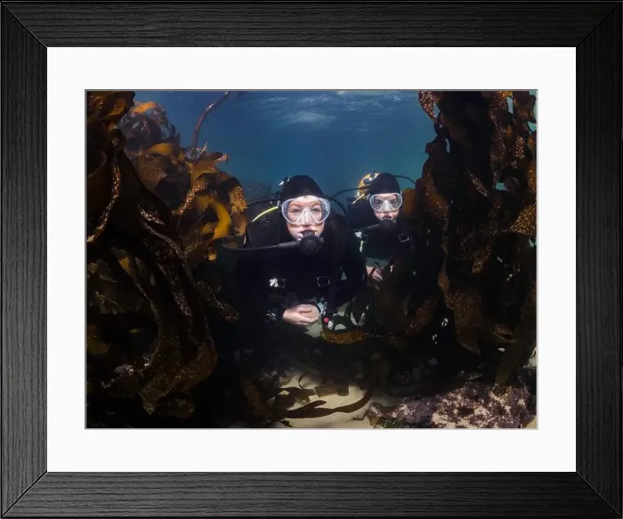 Framed Print : Two female scuba divers underwater swimming together in the kelp forest Framed Print : Two female scuba divers underwater swimming together in the kelp forest
