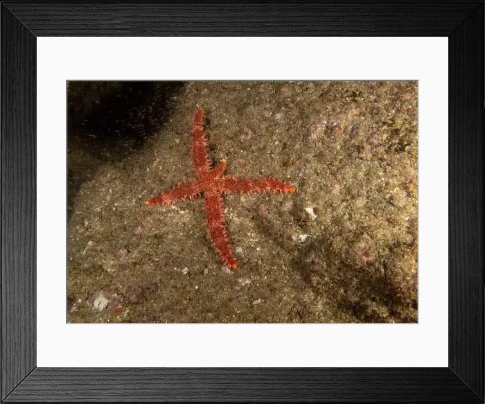 Framed Print : A Bradley's Sea Star (Mithrodia bradleyi) in Baja California, Mexico Framed Print : A Bradley's Sea Star (Mithrodia bradleyi) in Baja California, Mexico