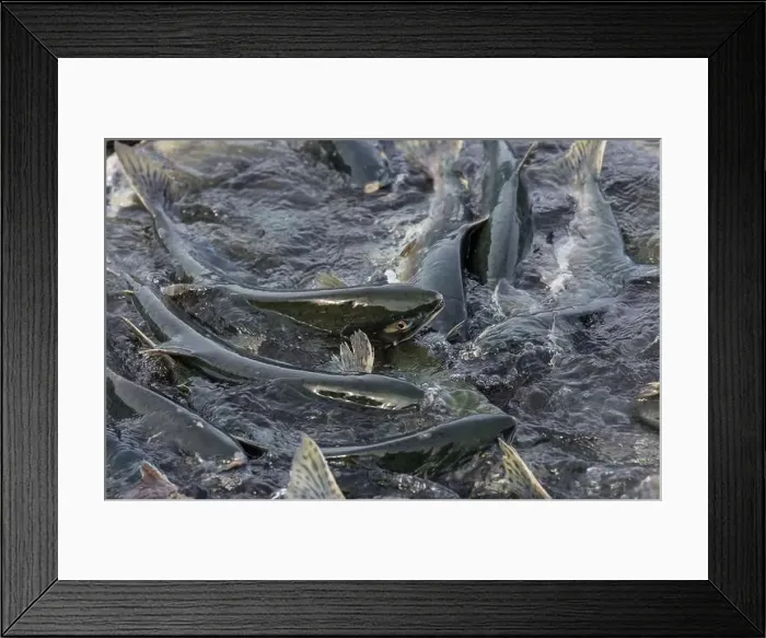 Framed Print : Salmon spawning Framed Print : Salmon spawning