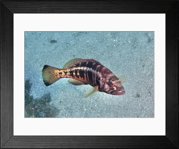 Framed Print : Close-up of a king sawfish (Serranus atricauda) with a dot pattern on a layer of sand on the seabed Framed Print : Close-up of a king sawfish (Serranus atricauda) with a dot pattern on a layer of sand on the seabed