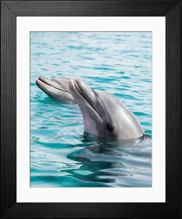 Framed Print : Dolphins poking their heads out of water Framed Print : Dolphins poking their heads out of water