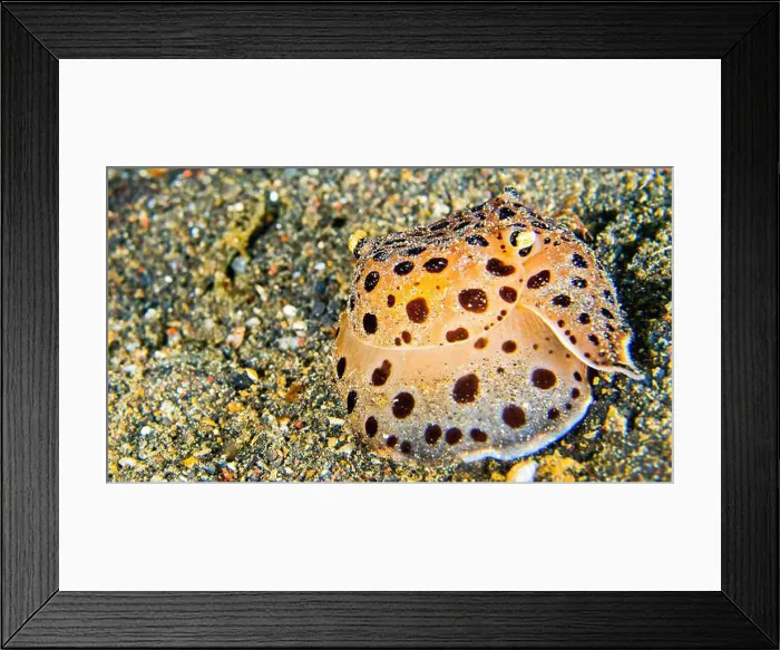 Framed Print : Sea Slug, Moon-Heaoed Sidegill Slug, Euselenops luniceps, Lembeh, North Sulawesi, Indonesia, Asia Framed Print : Sea Slug, Moon-Heaoed Sidegill Slug, Euselenops luniceps, Lembeh, North Sulawesi, Indonesia, Asia