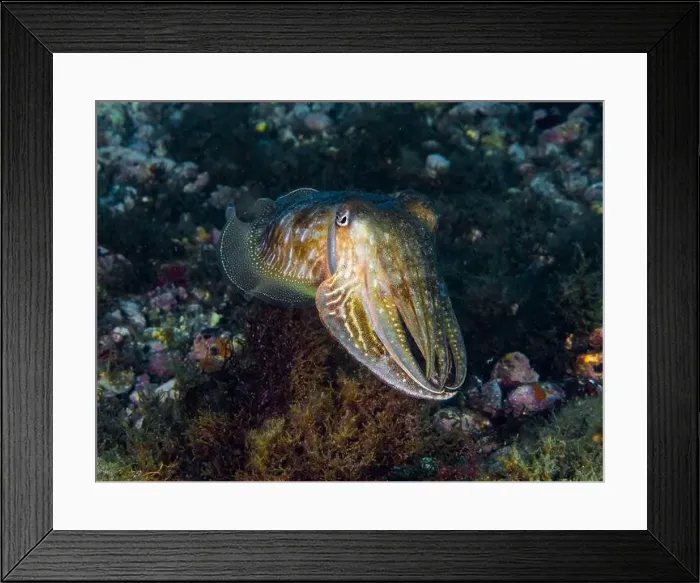 Framed Print : A cuttlefish underwater in the sea (Sepia officinalis) Framed Print : A cuttlefish underwater in the sea (Sepia officinalis)