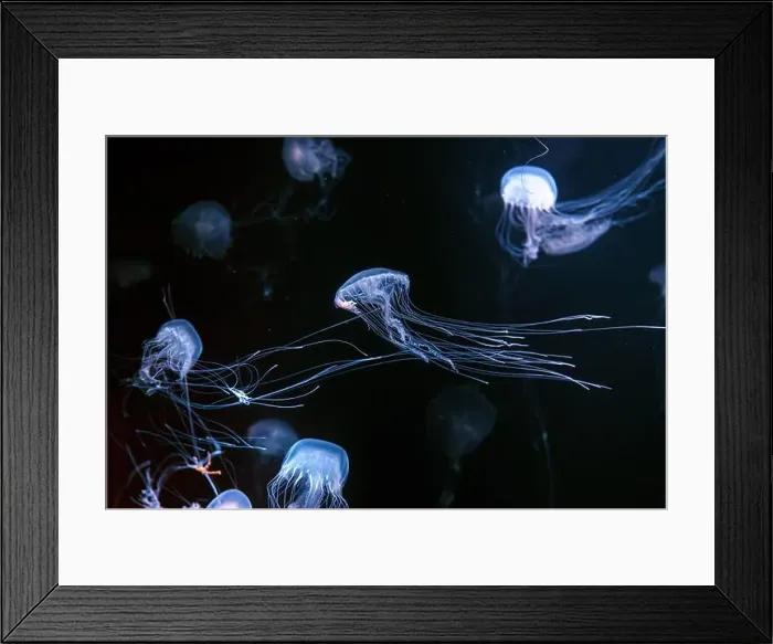 Framed Print : Group of Atlantic sea nettle, Chrysaora quinquecirrha Framed Print : Group of Atlantic sea nettle, Chrysaora quinquecirrha
