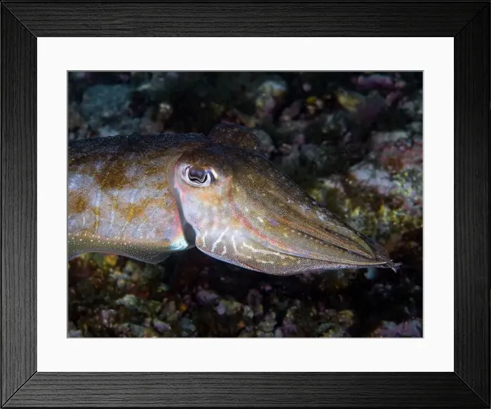 Framed Print : A cuttlefish underwater in the sea (Sepia officinalis) Framed Print : A cuttlefish underwater in the sea (Sepia officinalis)