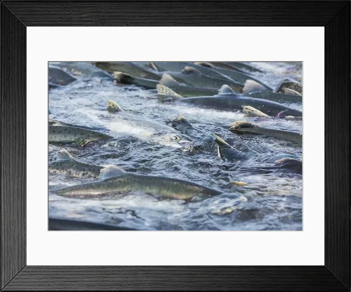 Framed Print : Salmon spawning Framed Print : Salmon spawning