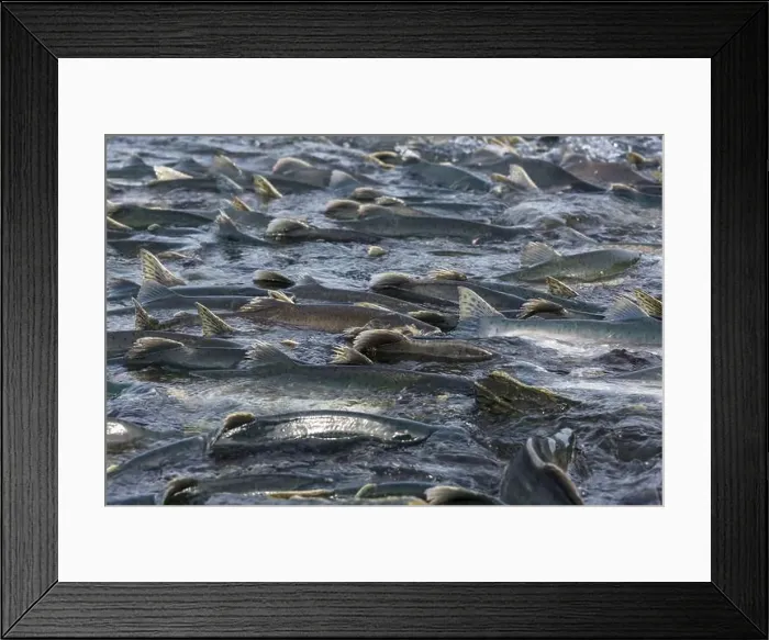 Framed Print : Salmon spawning Framed Print : Salmon spawning