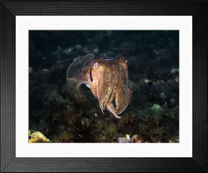 Framed Print : A cuttlefish underwater in the sea (Sepia officinalis) Framed Print : A cuttlefish underwater in the sea (Sepia officinalis)