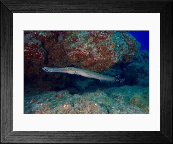 Framed Print : An elongated spotted fish, Atlantic cornetfish (Aulostomus strigosus) Framed Print : An elongated spotted fish, Atlantic cornetfish (Aulostomus strigosus)