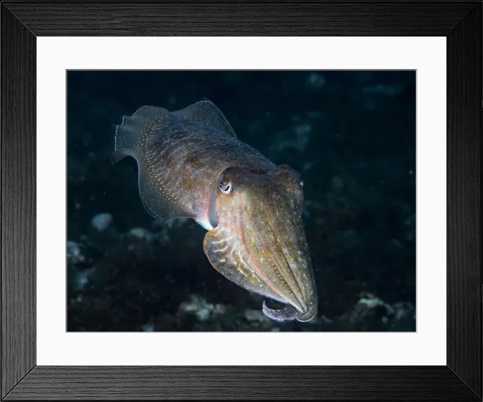 Framed Print : A cuttlefish underwater in the sea (Sepia officinalis) Framed Print : A cuttlefish underwater in the sea (Sepia officinalis)