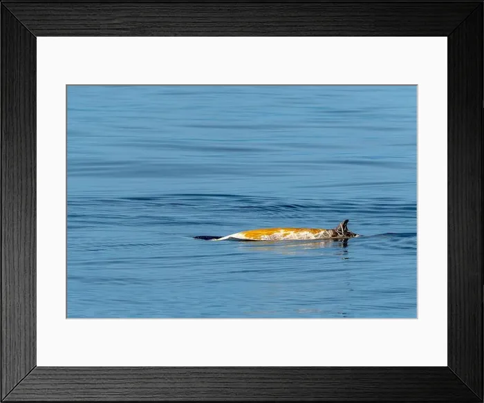 Framed Print : Ziphius cuvier beaked whale in mediterranean ligurian sea close up in front of genoa town italy Framed Print : Ziphius cuvier beaked whale in mediterranean ligurian sea close up in front of genoa town italy