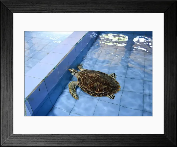 Framed Print : Turtles in the Sea Turtle Conservation and Education Center in Serangan, Denpasar, Bali in Indonesia Framed Print : Turtles in the Sea Turtle Conservation and Education Center in Serangan, Denpasar, Bali in Indonesia