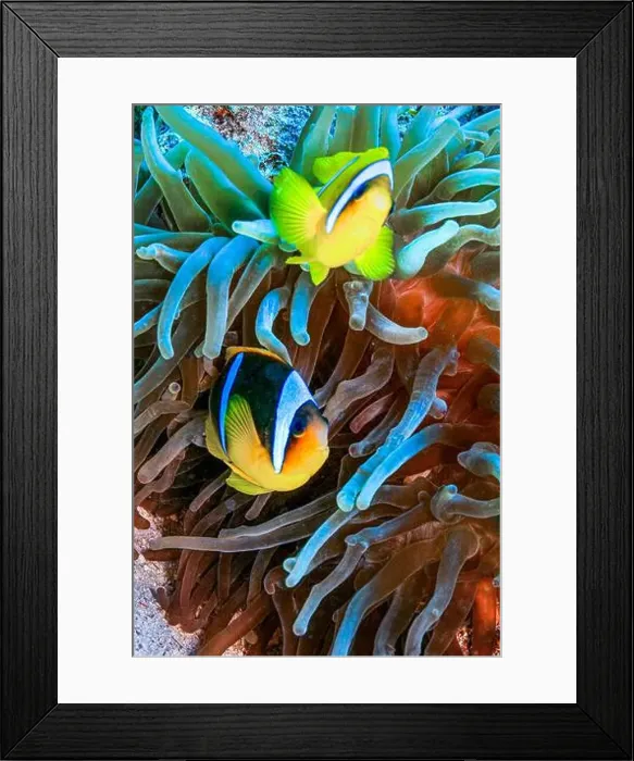 Framed Print : Red Sea Clownfish, Two Banded Anemonefish, Amphiprion bicintus, Coral Reef, Red Sea, Egypt, Africa Framed Print : Red Sea Clownfish, Two Banded Anemonefish, Amphiprion bicintus, Coral Reef, Red Sea, Egypt, Africa