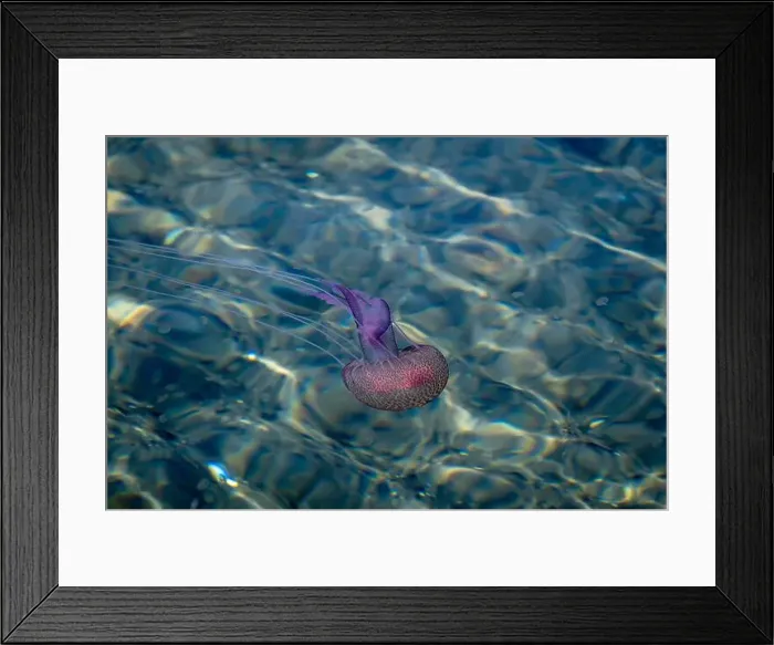 Framed Print : Adult jellyfish with offspring, Mediterranean sea, Lipari, Italy Framed Print : Adult jellyfish with offspring, Mediterranean sea, Lipari, Italy