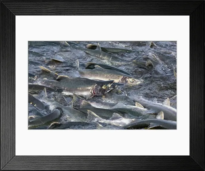 Framed Print : Salmon spawning Framed Print : Salmon spawning