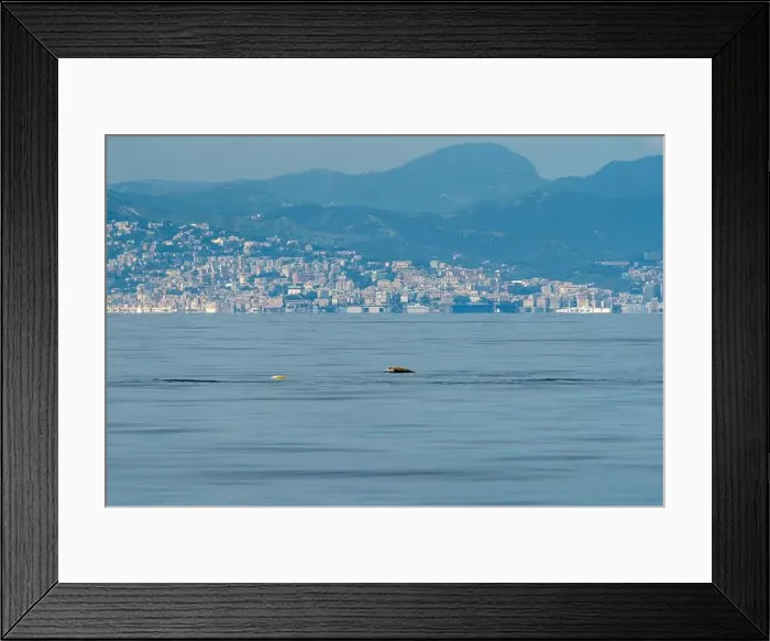 Framed Print : Ziphius cuvier beaked whale in mediterranean ligurian sea close up in front of genoa town italy Framed Print : Ziphius cuvier beaked whale in mediterranean ligurian sea close up in front of genoa town italy