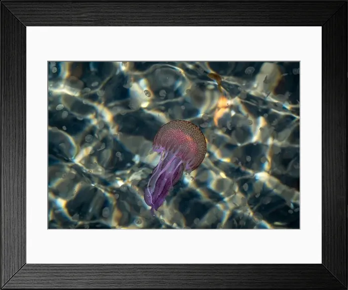 Framed Print : Adult jellyfish with offspring, Mediterranean sea, Lipari, Italy