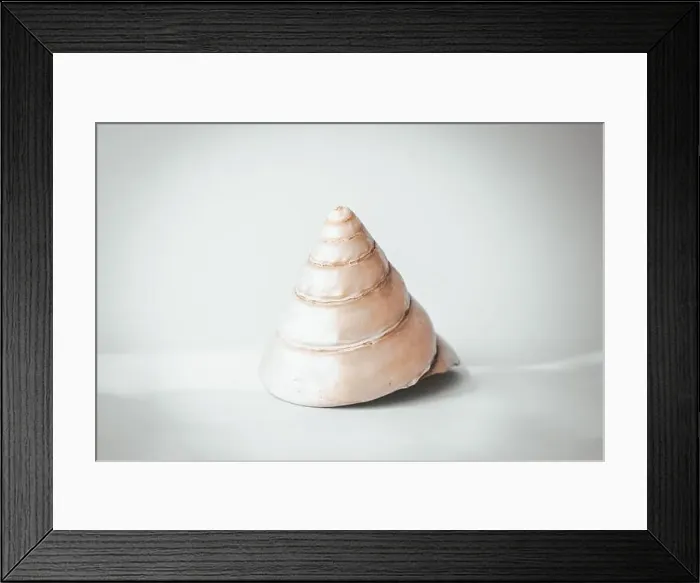 Framed Print : Large cone-shaped pearl shell on a blue background, copy space Framed Print : Large cone-shaped pearl shell on a blue background, copy space